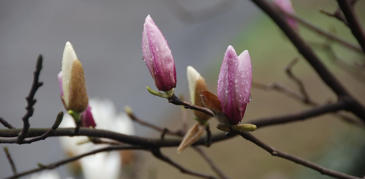 Un paio di magnolie con boccioli di fiori in delicate tonalit&agrave; di rosa. Lo sfondo &egrave; sfocato e verde. Gocce di pioggia si aggrappano ai petali.